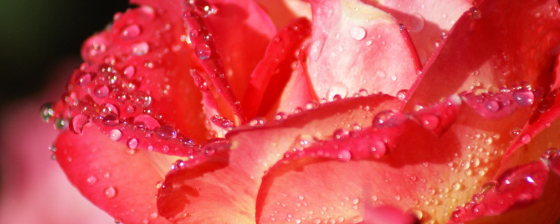 月季的花期有多久（月季的花期有多长时间）