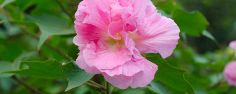 芙蓉花种子能用水泡吗（芙蓉花的种子能发芽吗怎么种）