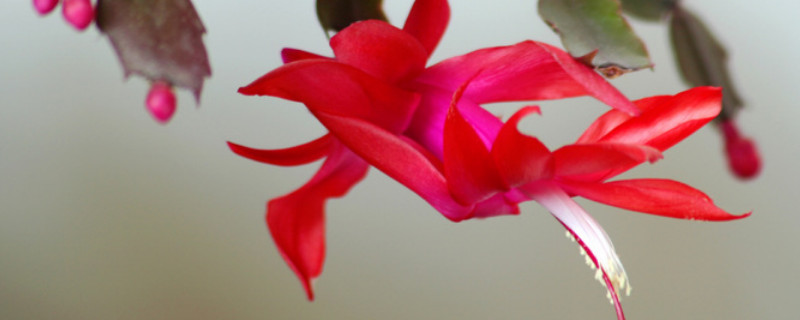 蟹爪兰的寓意 蟹爪兰的寓意和花语