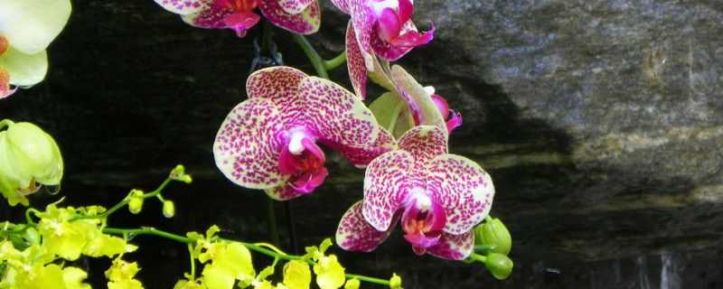 蝴蝶兰有耐寒品种吗(蝴蝶兰耐旱,耐寒吗)