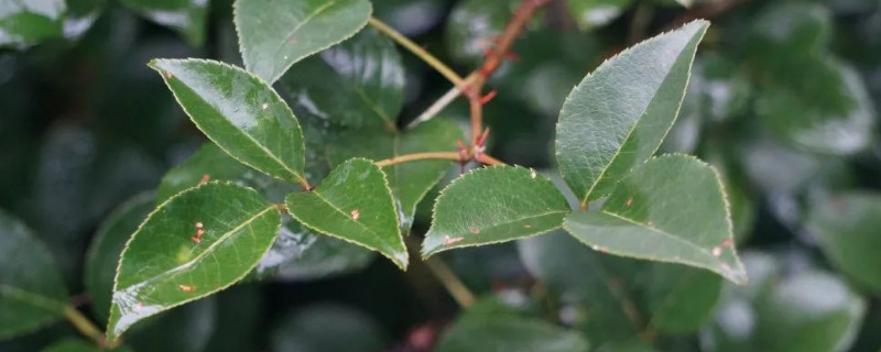 金樱子一年结几次果(金樱子结果期)