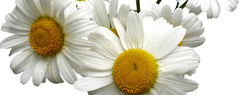 菊花如何修剪 菊花如何修剪开花大