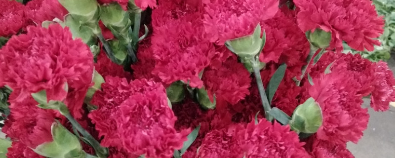 康乃馨怎么保持时间长 康乃馨可以保持多久