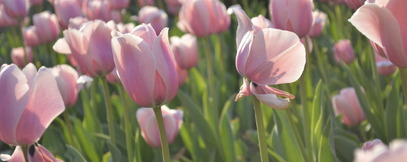 康乃馨播种苗很容易倒怎么办(康乃馨幼苗倒伏了怎么办)