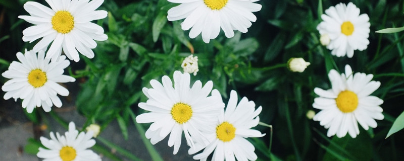 雏菊有花粉吗（小雏菊有花粉吗?）