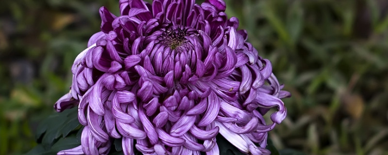 菊花夏天可以移栽吗 菊花夏天可以种植吗