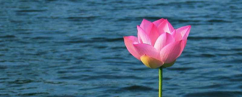 家养荷花怎么种（家养荷花怎么种植方法）