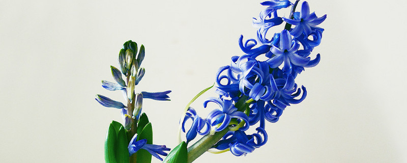 风信子冬天开花吗（风信子冬天开花还是春天开花）