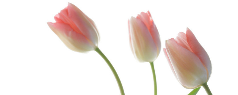 郁金香种球复花性好不 郁金香种球一年开几次花