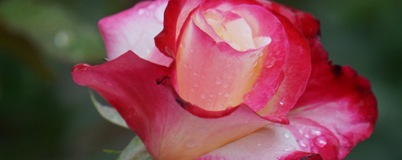 月季花什么时候开 月季花什么时候开花(一天的时间内