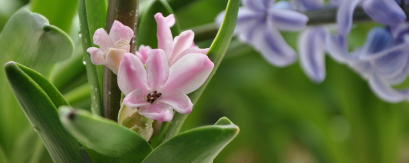 风信子水培怎么养 风信子水培怎么养根