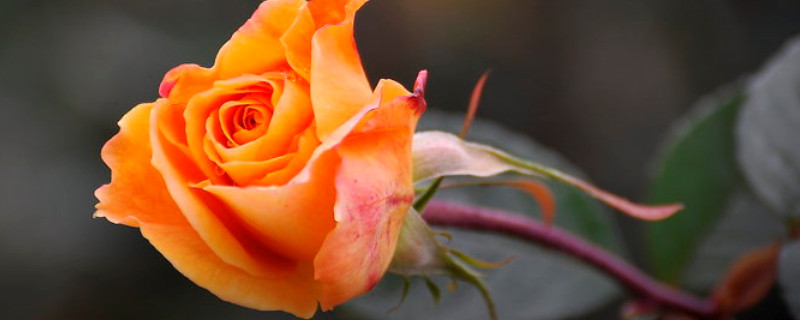 玫瑰多久浇一次水（山地玫瑰多久浇一次水）