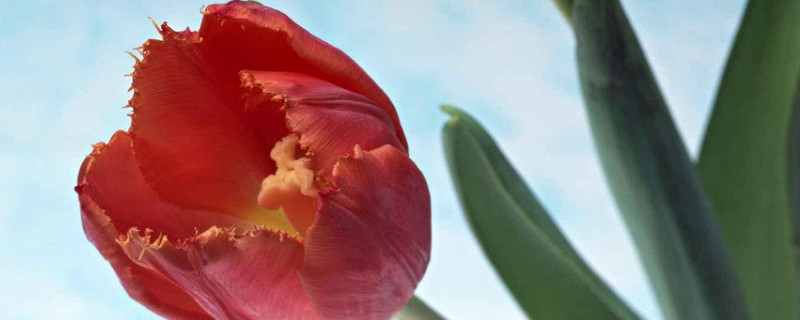 水养郁金香怎么会蔫了（郁金香水培蔫了）