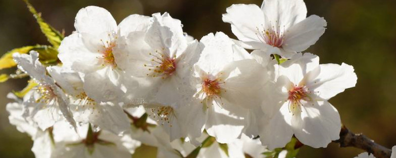 中国樱花开花时间（中国樱花开花时间几点）