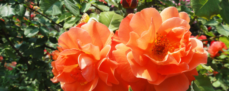 月季只发芽不开花(月季长芽不开花)