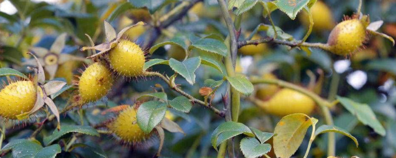 金樱子适合做盆景吗 金樱子可以盆栽吗