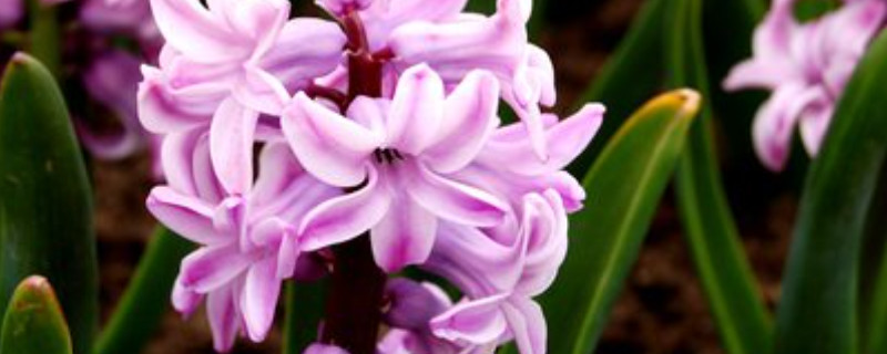 风信子是花吗 风信子的花是什么样的