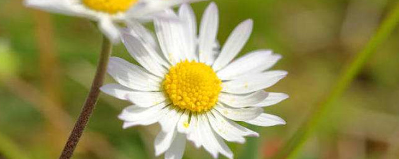 雏菊的种植方法和注意事项（雏菊的种植方法和时间）