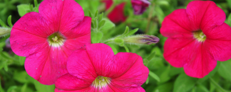 牵牛花叶子发黑是有病毒啊（牵牛花叶子有很多小黑虫）