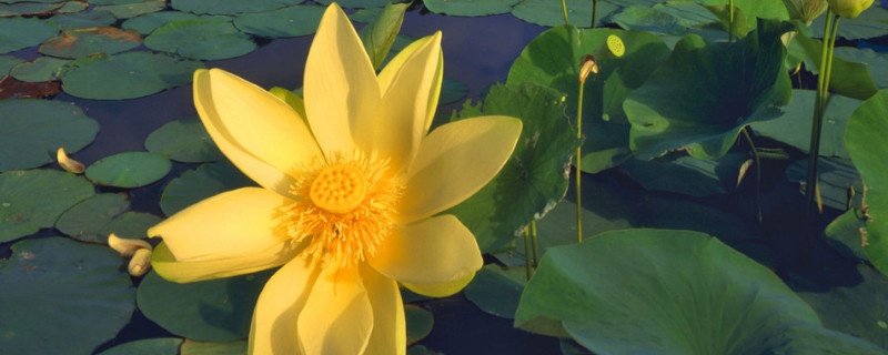 荷花水养还是土养（荷花用什么水养）