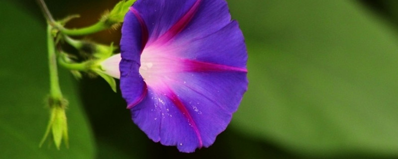 牵牛花如何剪不让它爬藤 牵牛花如何攀藤