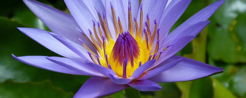 荷花适宜什么时候移植（荷花什么时候移植最好）