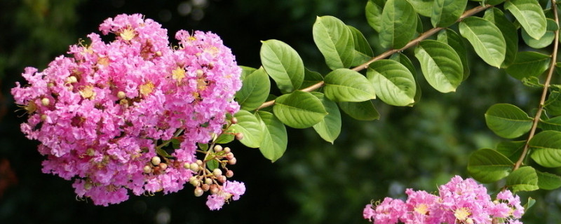紫荆花盆栽用什么土（紫荆花用什么花盆）