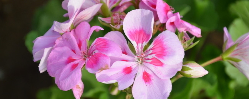 天竺葵不开花怎么回事 天竺葵长叶不开花是什么原因