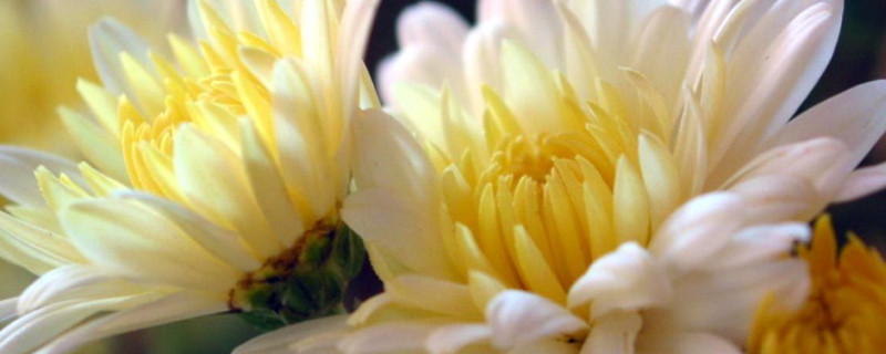 菊花根部腐烂如何处理 菊花根腐病