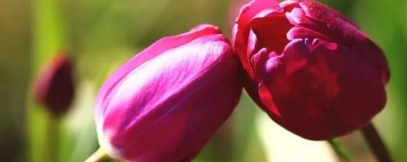 郁金香送多少支合适（郁金香送几支好）