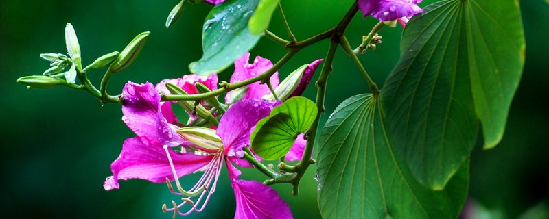 紫荆花的移栽时间 紫荆花啥时候栽