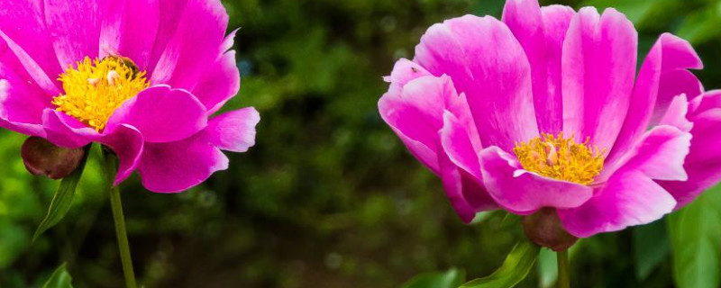 芍药花是耐寒还是耐涝（芍药花耐不耐寒）