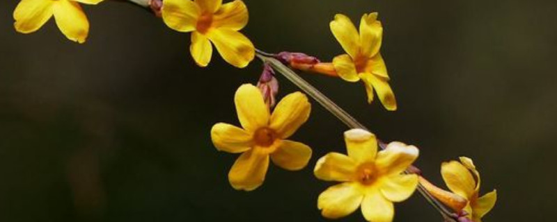 迎春花可以扦插吗 迎春花枝条能扦插吗