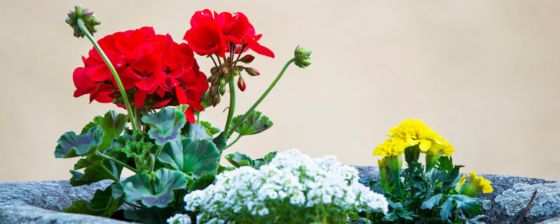 怎么让天竺葵小苗长得快（小苗天竺葵如何养护）