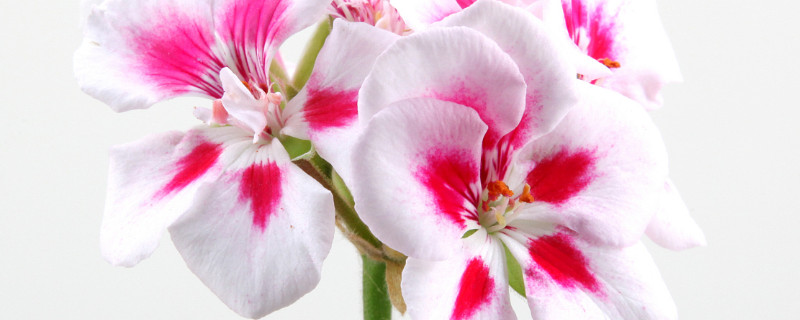 天竺葵冬天怎么养 天竺葵冬天怎么养护