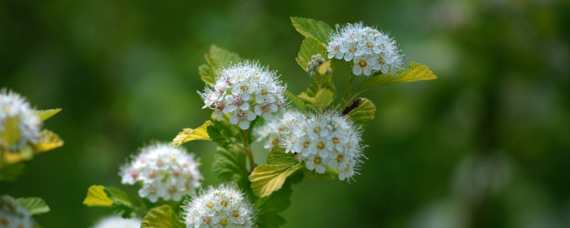 石楠花什么时候开(石楠花什么时候开花)