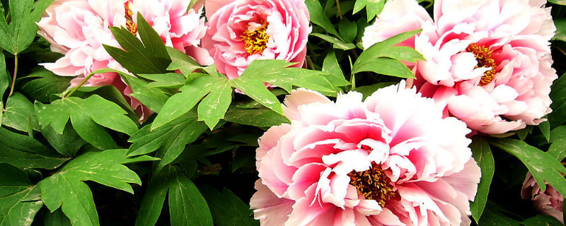 牡丹花刚栽要浇水吗 牡丹花栽种后如何浇水