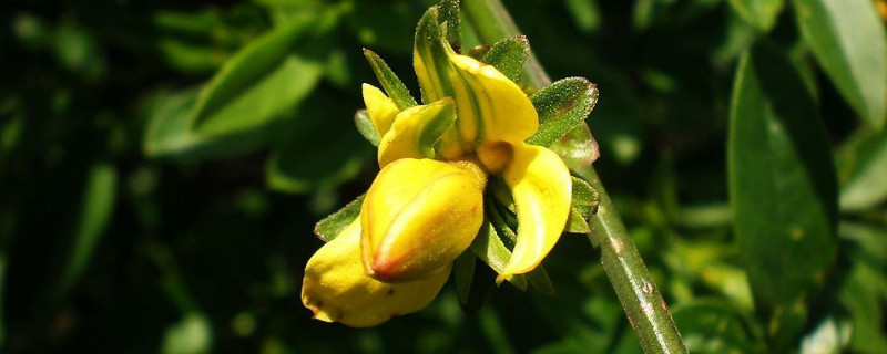 迎春花冬天落叶的吗（迎春花冬天有叶子吗）
