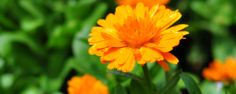 雏菊怎么种（雏菊种子怎么种）