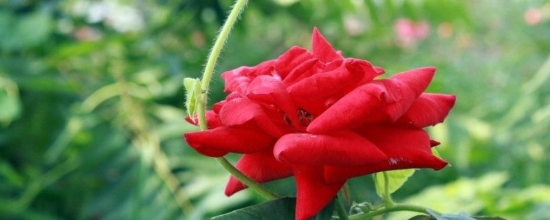 玫瑰花的养殖方法和注意事项 爬藤玫瑰花的养殖方法和注意事项