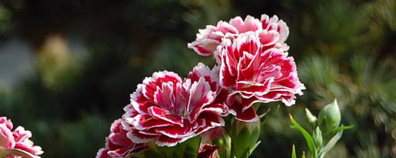 康乃馨刚刚栽的怎么浇水施肥(盆栽的康乃馨浇水怎么浇)