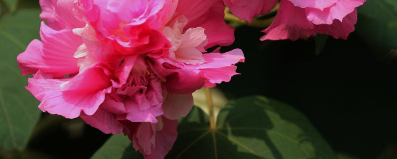 芙蓉花用水泡根怎么插 芙蓉花怎么用水扦插