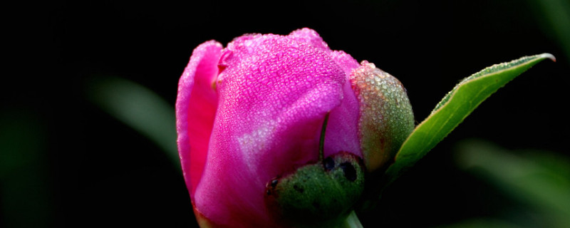 芍药春季栽培方法 芍药怎样栽培