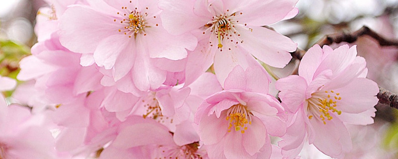 樱花夏天开吗 樱花在夏天开吗