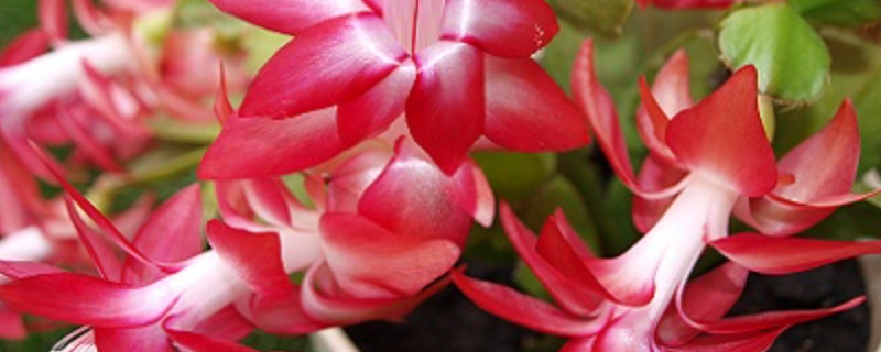 蟹爪兰有毒吗适合室内养吗 蟹爪兰适合放屋里吗有毒吗