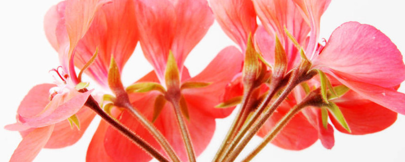 天竺葵如何摘心(天竺葵幼苗什么时候摘心)