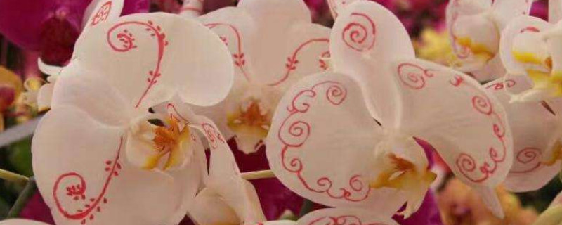 蝴蝶兰花不晒太阳行吗 蝴蝶兰花要晒太阳吗