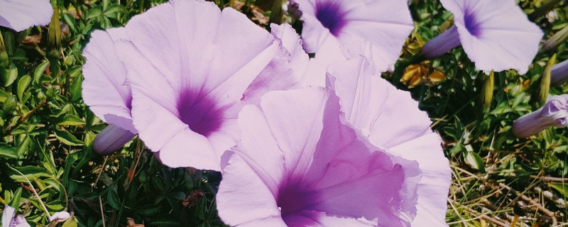 牵牛花种子种下去了多久浇水(牵牛花种子种下去多久能开花)