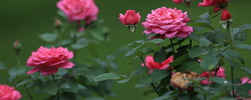 月季花冬季几月修剪(月季花冬季几月份剪枝)