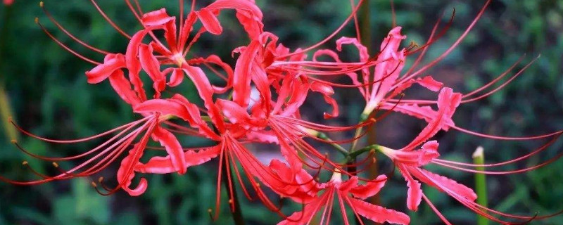 彼岸花能在冬天种吗 彼岸花可以过冬吗